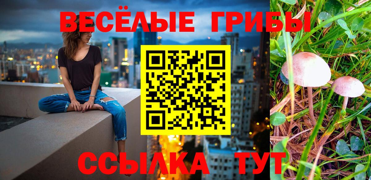 Галлюциногенные грибы Psilocybe Железногорск